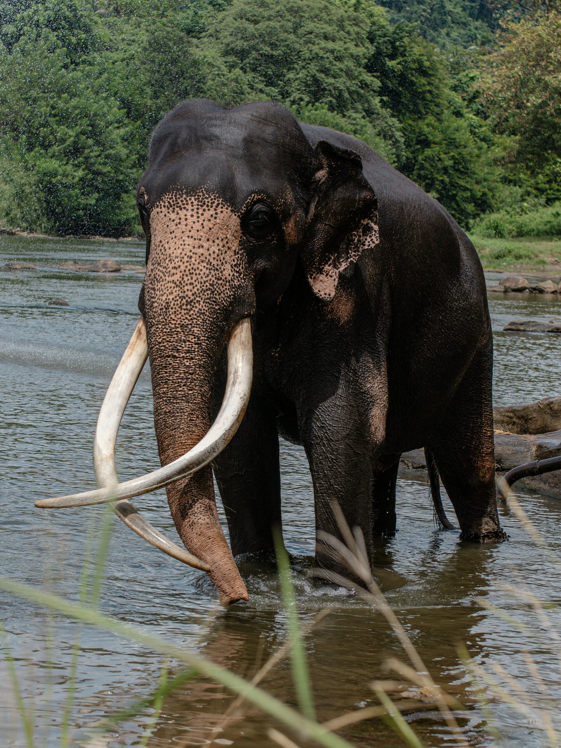 sri lankan elephant